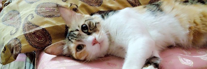 daralhamomi's profile banner image