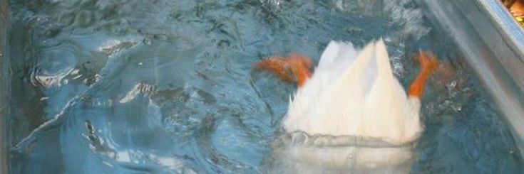 ᴍᴀᴛᴛ ᴍᴄʙᴇᴇᴘ ⧉ banner