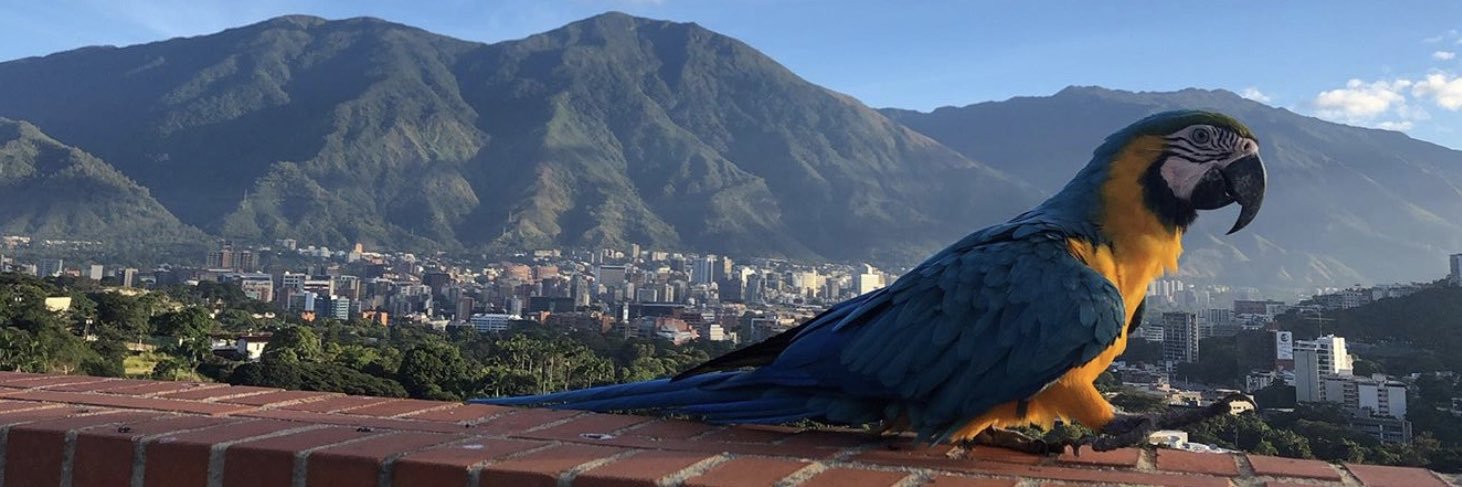 Jose Lizardo  banner