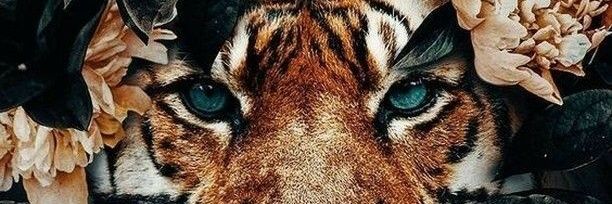 ColMoranSpecial's profile banner image