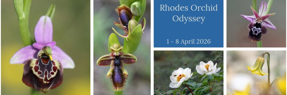 Greenwings Wildlife Tours banner