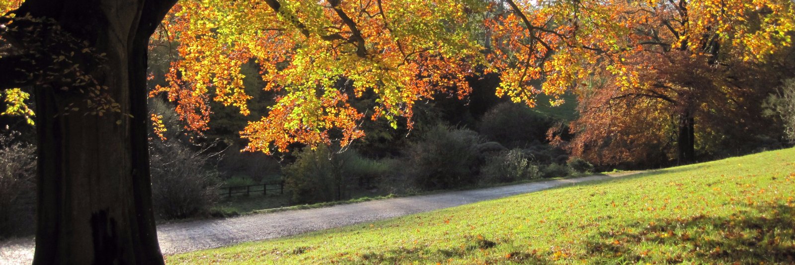 Amy Bridge ⭐ banner