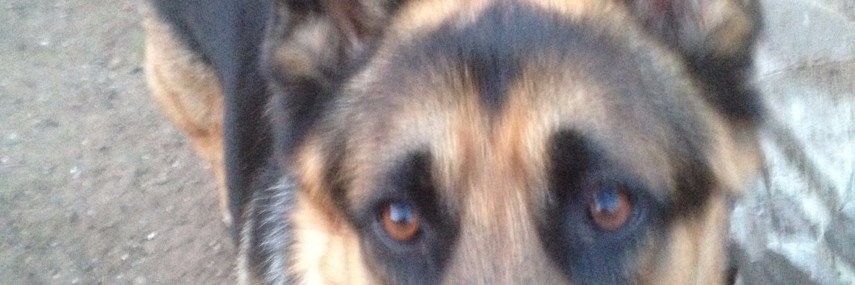 dogfoxuk's profile banner image