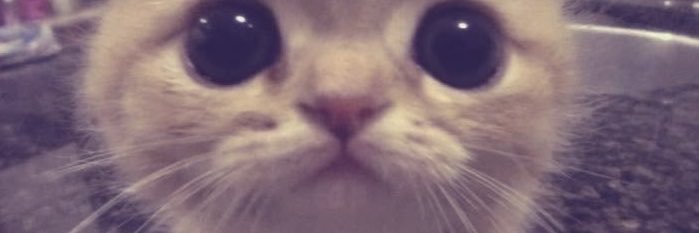 TuloveAngel's profile banner image