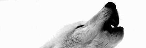 abisili's profile banner image