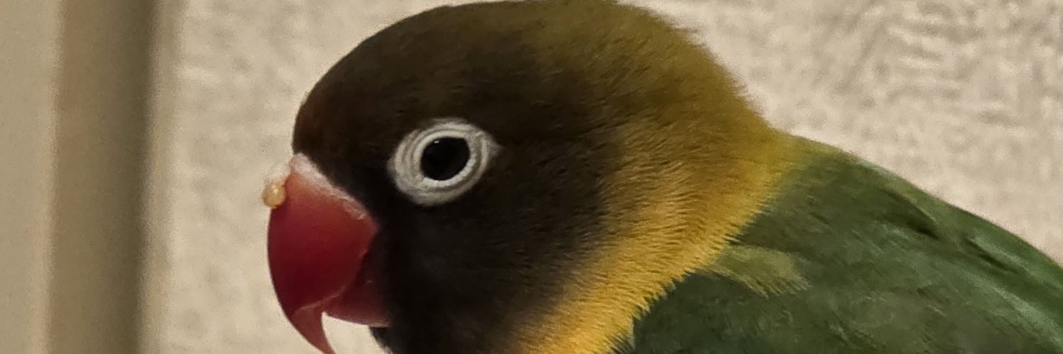 momo_h2's profile banner image