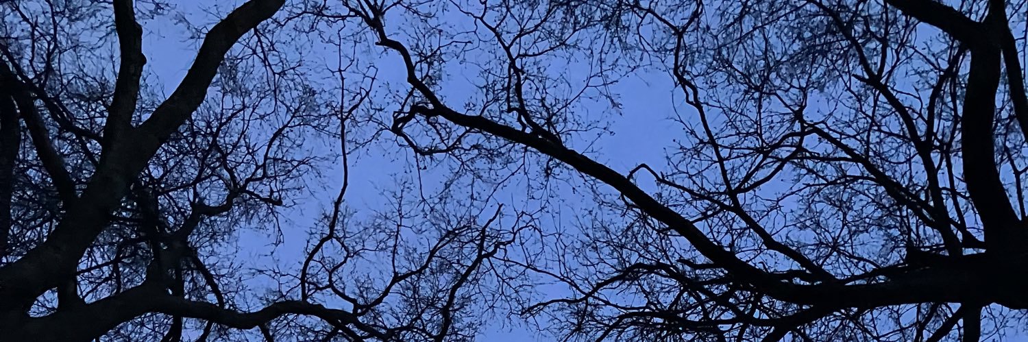 Bebe Wood banner
