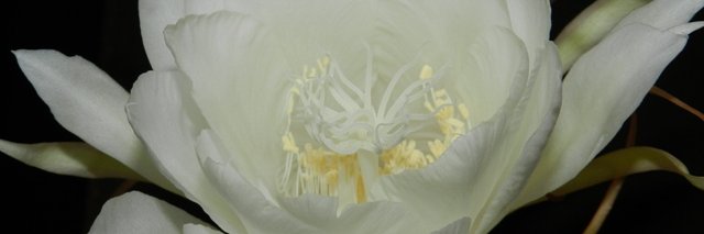 s_galileo's profile banner image