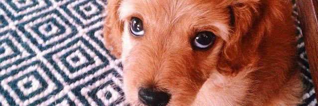 Coach Scott Frost banner