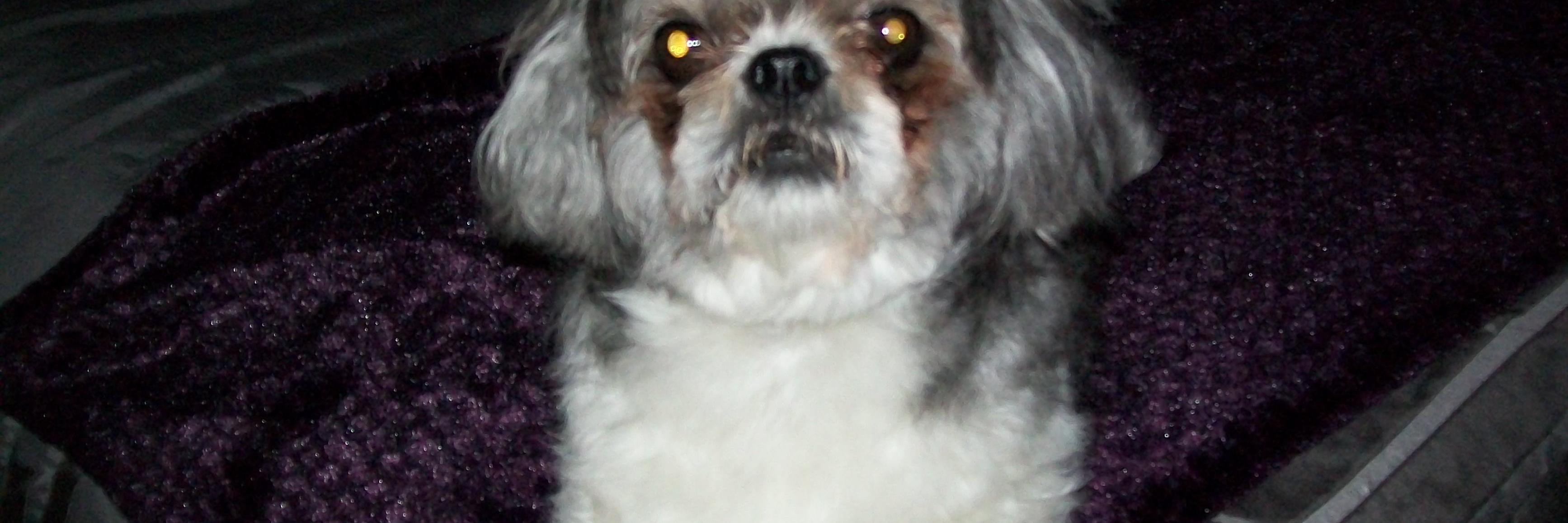 ghislaine dagenais banner