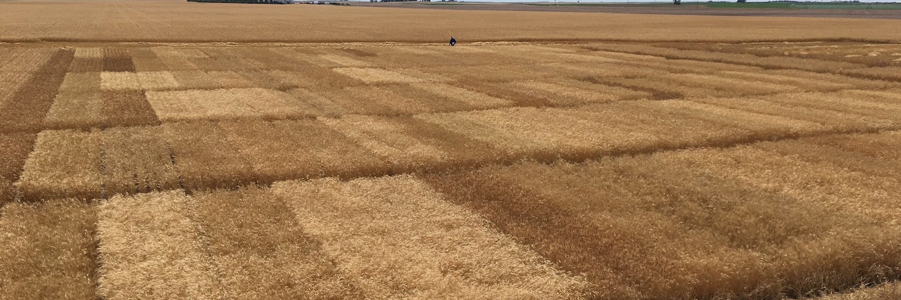 WheatTrials banner