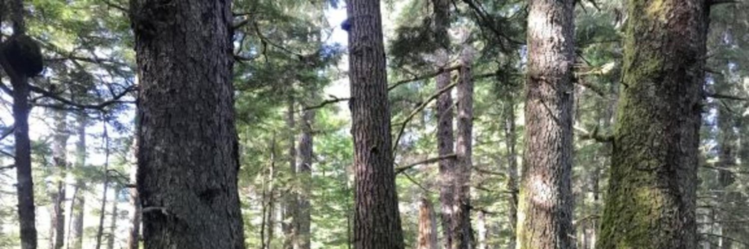 HouseofCedrus's profile banner image