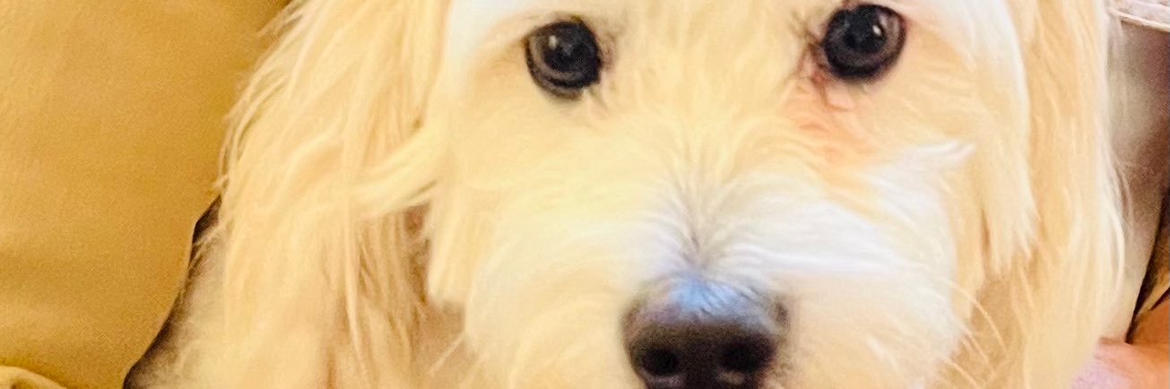 ElysaSmith's profile banner image