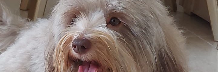 sandralcastroa's profile banner image