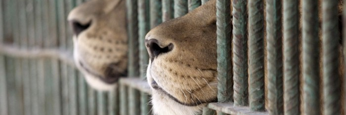 BoycottCircuses's profile banner image