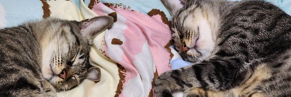 ssr20123 Profile Banner