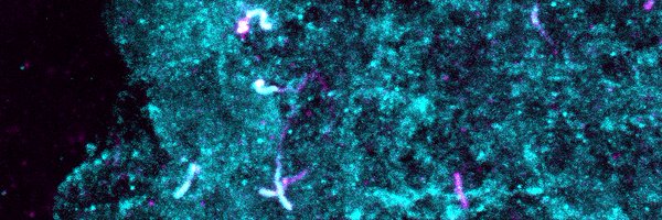 EhrlichAliza Profile Banner