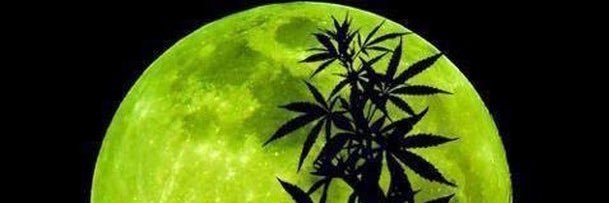oneseed's profile banner image