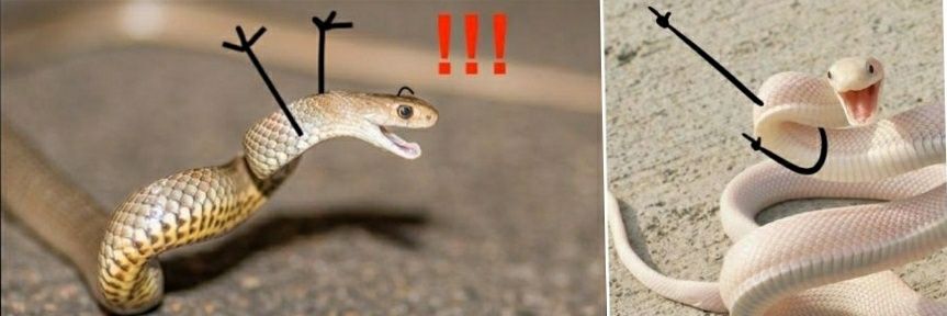 Kind Snake banner