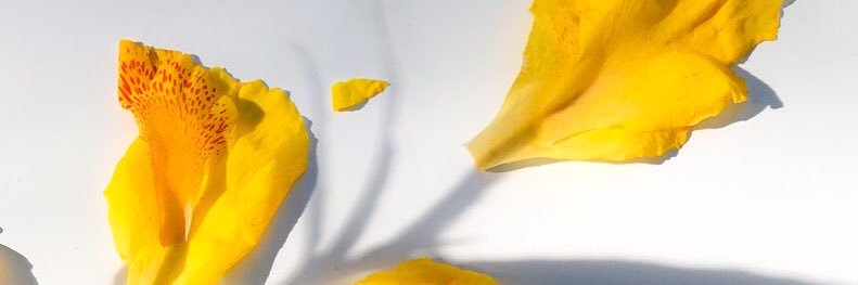 ospinoam's profile banner image