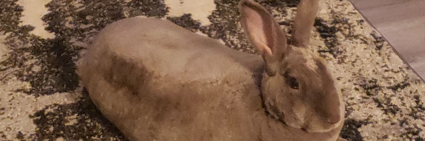 ColeGroll's profile banner image