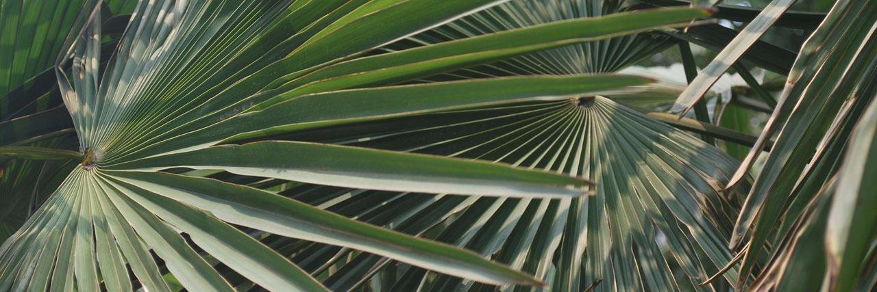Sarazlan's profile banner image