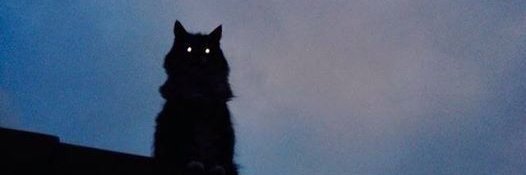 🐱🌕Eric 🌕🐱 banner