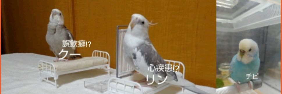 くーさん banner
