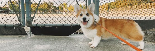 gabrielthecorgi Profile Banner