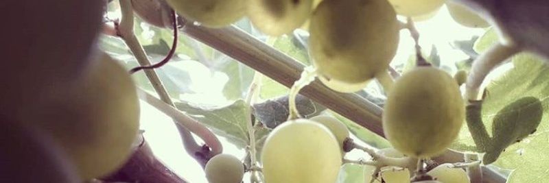 borntobewine's profile banner image