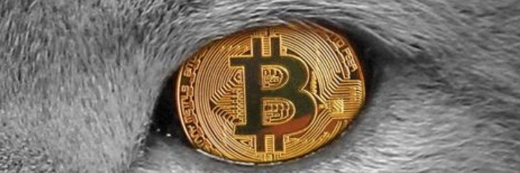 OnlyACuriousCatus banner