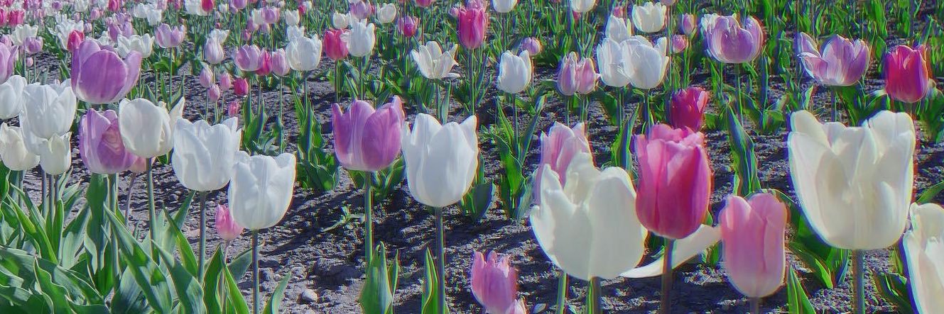 あもも🌷's banner