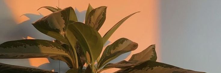 cloudybuu's profile banner image