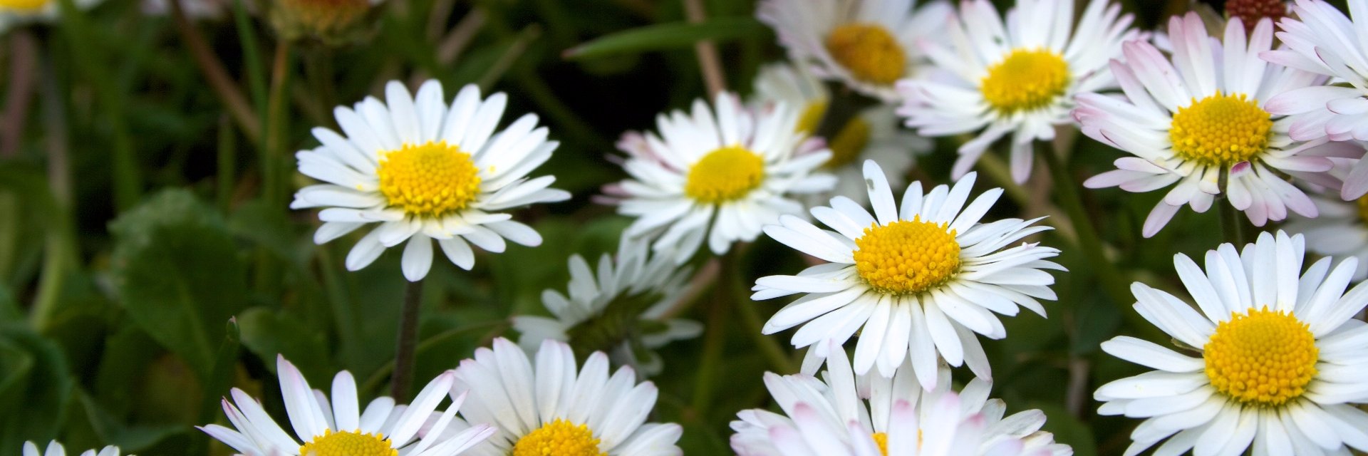 Fabiola Rivera 🌸 banner