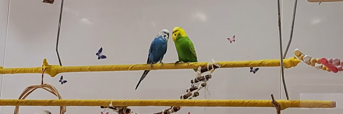 ♍🆎ふみこ banner