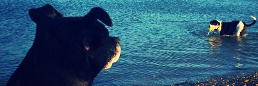 jenvidetta's profile banner image