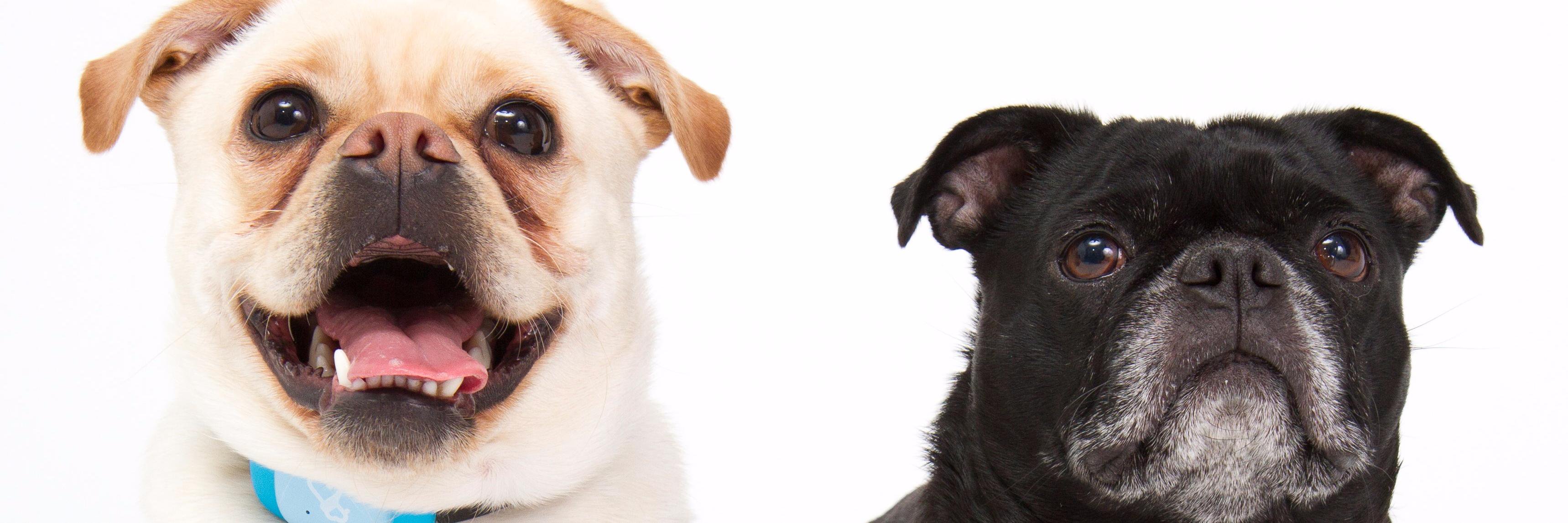 DogSync's profile banner image