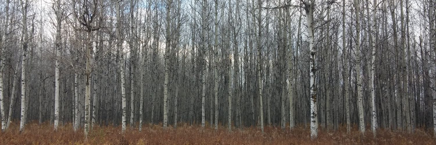 SmytheBrandon's profile banner image