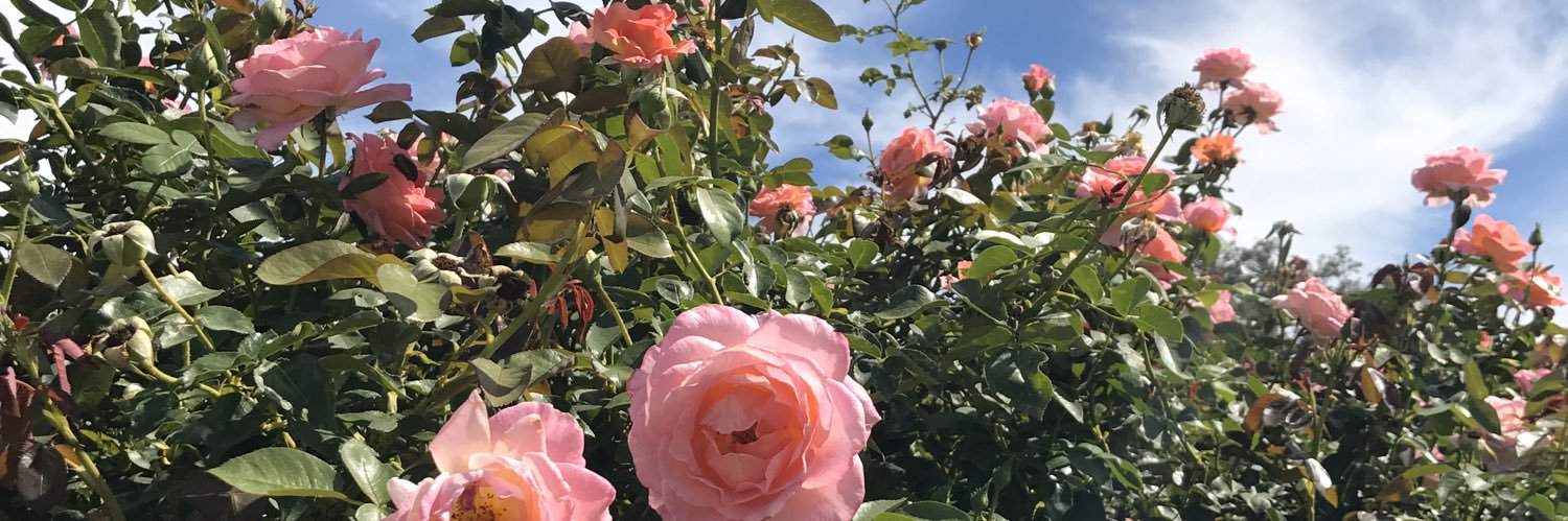 wendiferr's profile banner image