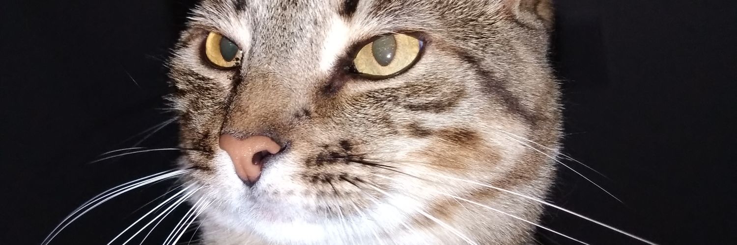 SahVMoraes's profile banner image