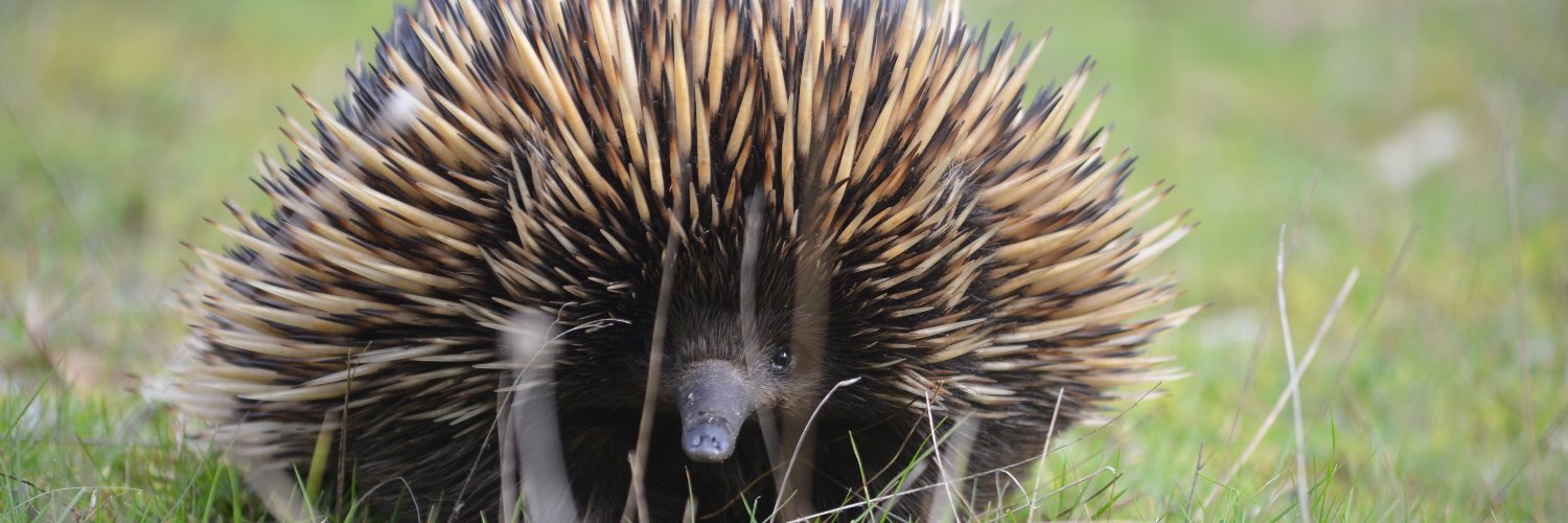 Yesterday's Sunset banner