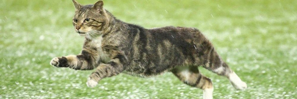 フランケン banner