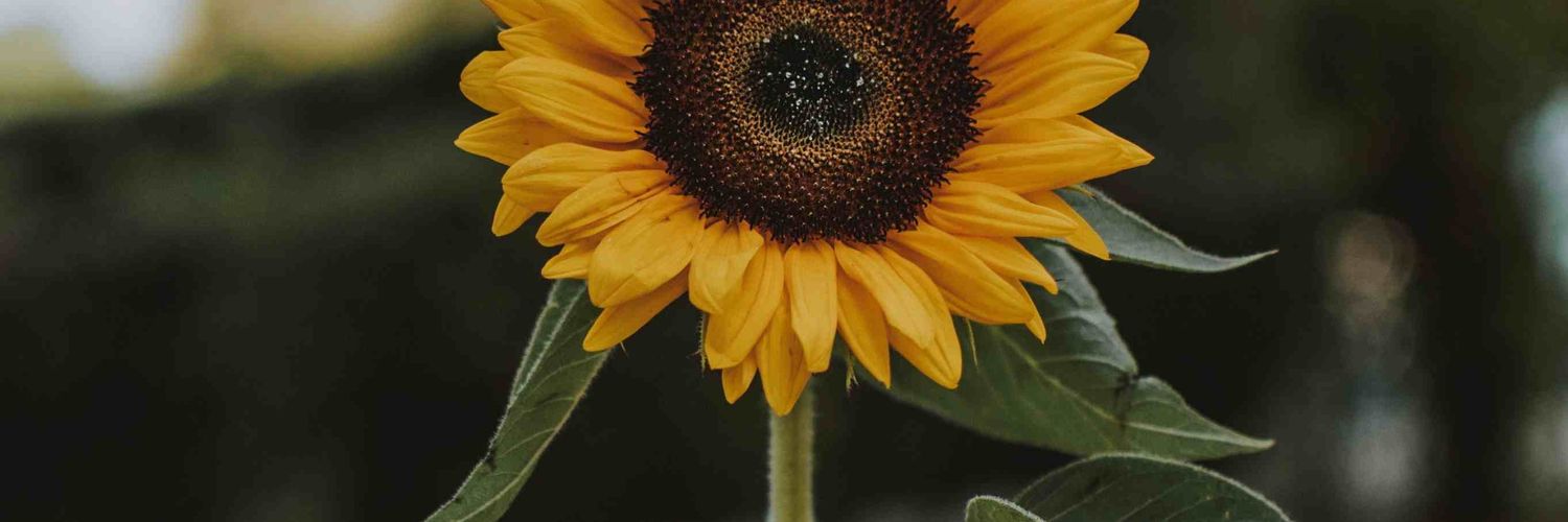 Marsyanaa's profile banner image