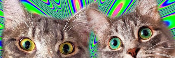 mullogi Profile Banner