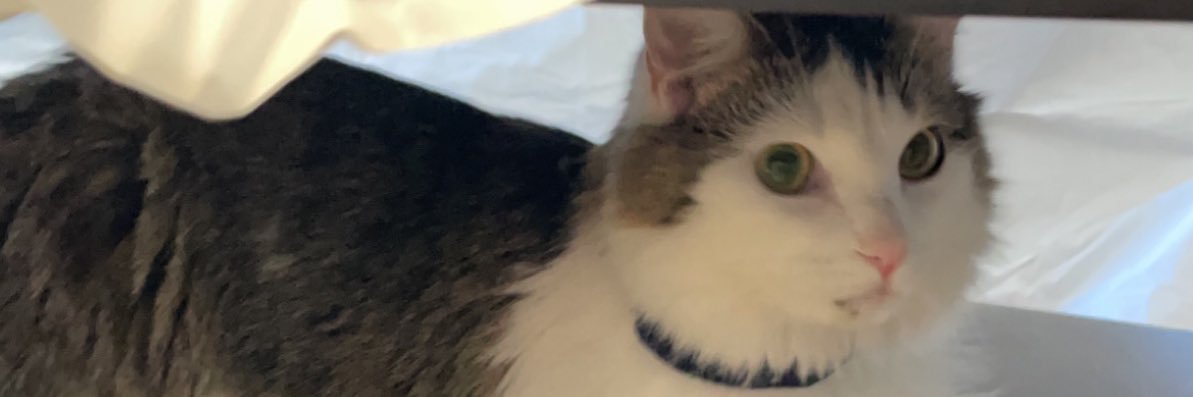 spacealpacaa's profile banner image
