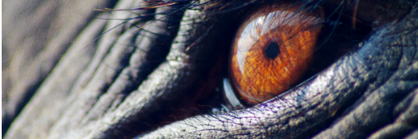 surinproject Profile Banner