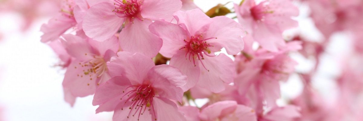 sakura_c0928's profile banner image