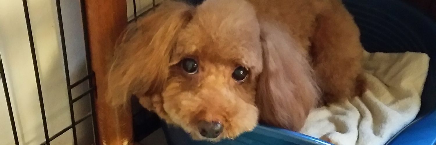 chummama's profile banner image