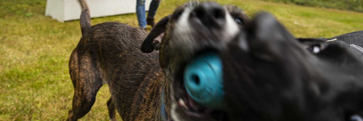 ConservationK9's profile banner image