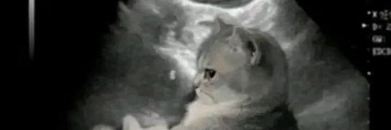 shittydey's profile banner image